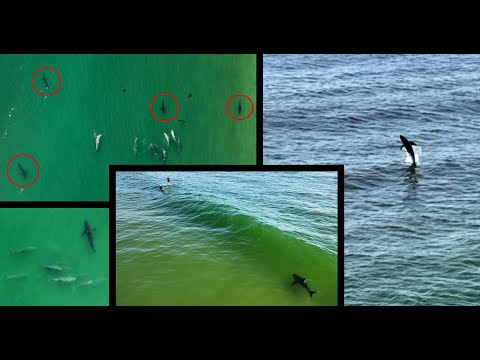 Dolphins vs Great