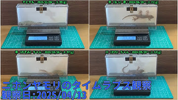 【Memorandum】 2025年04月13日 RPi-Cam-Web-Interfaceを用いたニホンヤモリのTimelapse観察