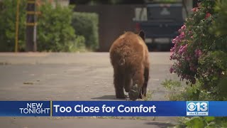 Bear Expert Talks About Bear Sightings In Fairfield
