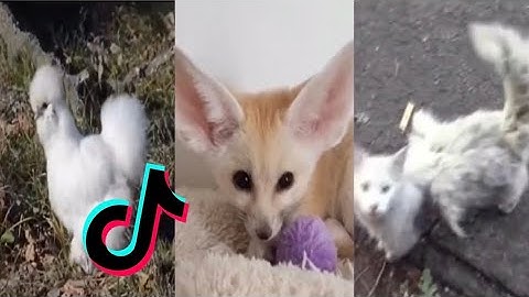 Tiktok Science Experiment: DNA Species