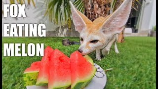 Tiny Fox Eating Juicy Watermelon