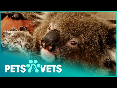 ORPHANED KOALA NEEDS NEW HOME AFTER FOREST FIRE
