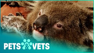 Orphaned Koala Needs New Home After Forest Fire | Wildlife Nannies