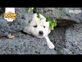 사랑찾아 떠난 엄마를 기다리는 새끼 강아지는 어쨌든 귀엽다.ㅣPuppy Waits For His Mother Who Left To Find Her Love