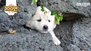 Puppy Waits For His Mother Who Left To Find Her Love