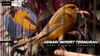 Download Lagu 22 Januari 2026 TERMURAHNYA KENARI IMPORT. MP3