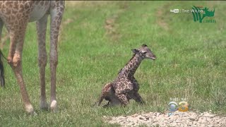 Determined Baby Giraffe Learns To Walk In Ohio