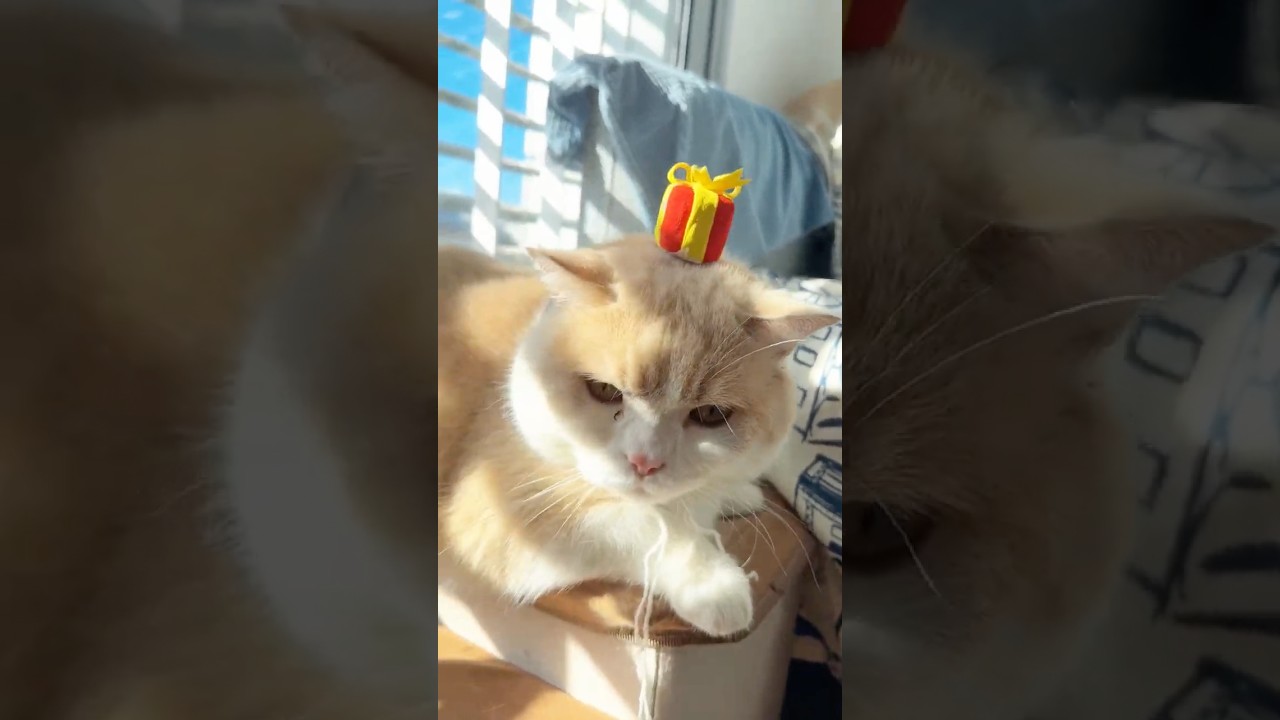 Making a Gift Box Headband for My Cat🎁