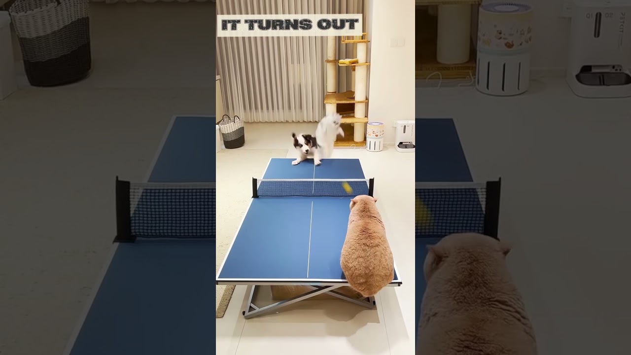 Cat winner or Human  