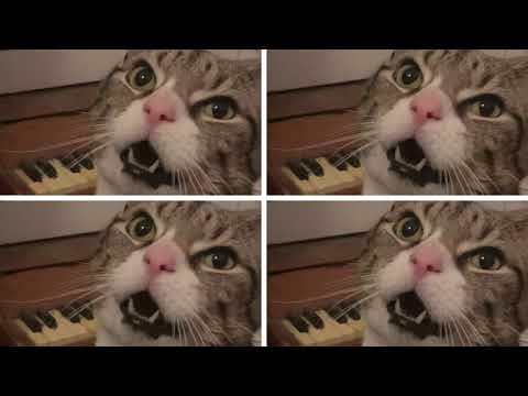 BEAN GOTTA SCREAM feat. the Cat Who Plays Piano For Food