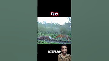 eagle vs fox #animals #trending #wildanimals #wildlife #feed #viralvideo #shorts #reaction #eagle