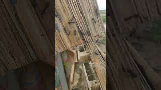 Ant Monsoon Season Safe Mode