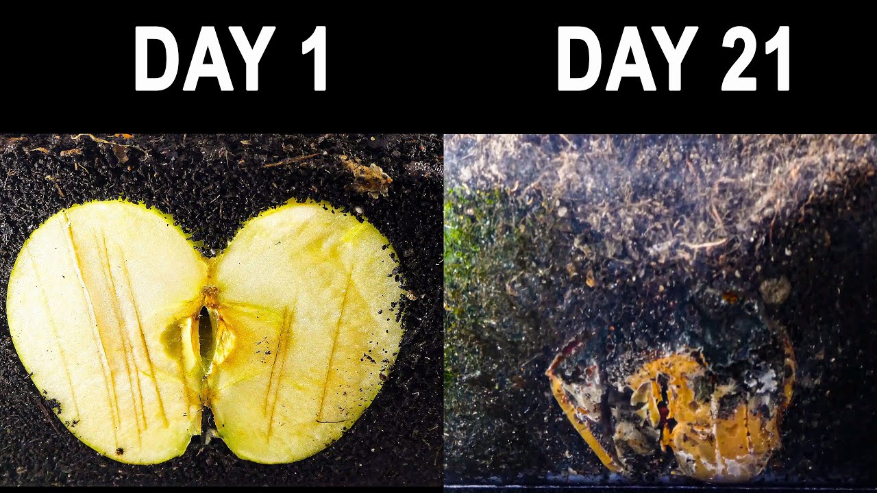 Compost time lapse apple in worm bin for 21 days YouTube
