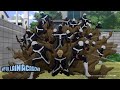 Learn To Fear My Quirk | My Hero Academia Season 5