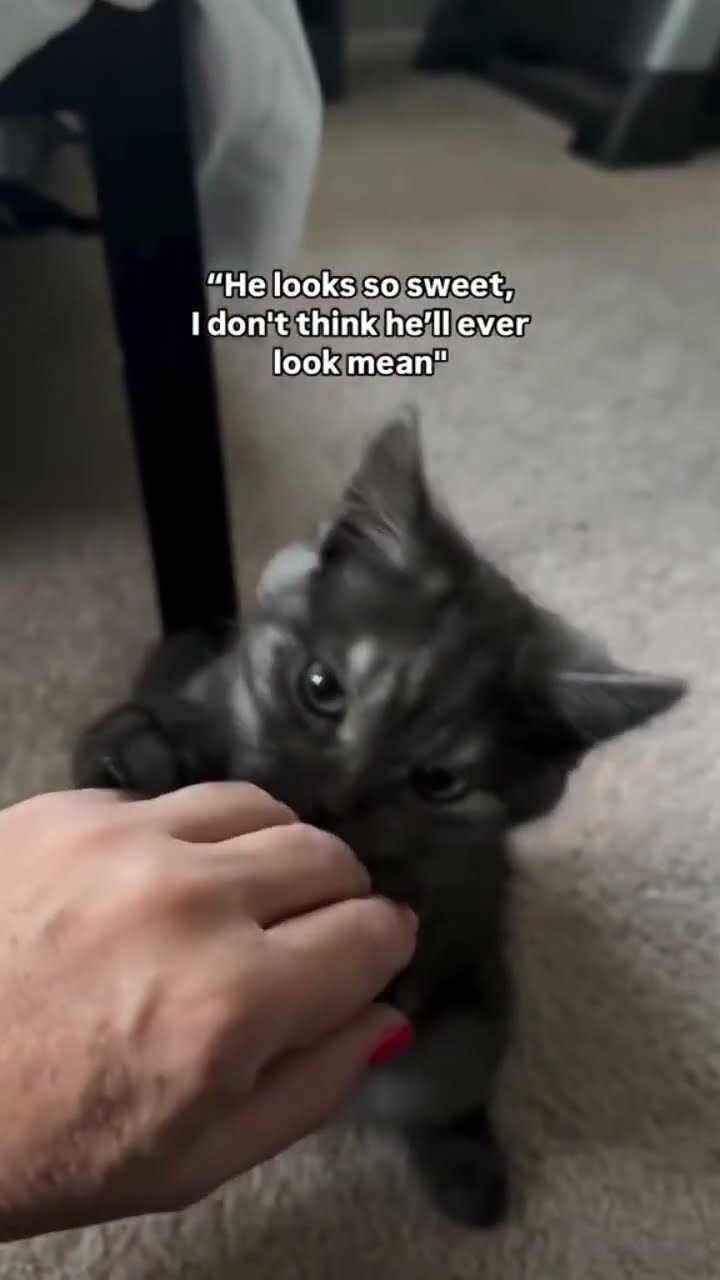 When you just vibing and a mute Kittyo like rahhh