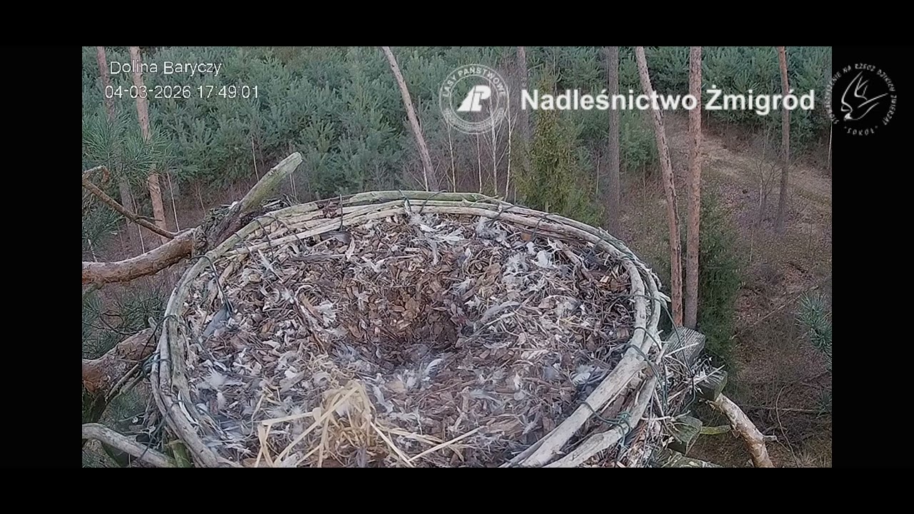 Dolina Baryczy_04.03.2026 _ sokół obok blisko gniazda