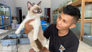 Unboxing kucing Munchkin siap kalian adopsi | Jual kucing ras dikota solo