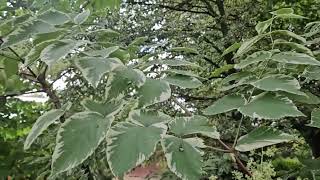 Aralia elata 'Variegata' arálie štíhlá