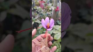 Grow Saffron/Kesar in Pot #kesar #saffron #plant #mostexpensive #urbangardening #spice #kesar