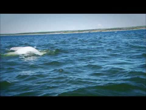 Vídeo: Mergulho Com 50.000 Baleias Beluga Em Churchill, Canadá [VID] - Matador Network