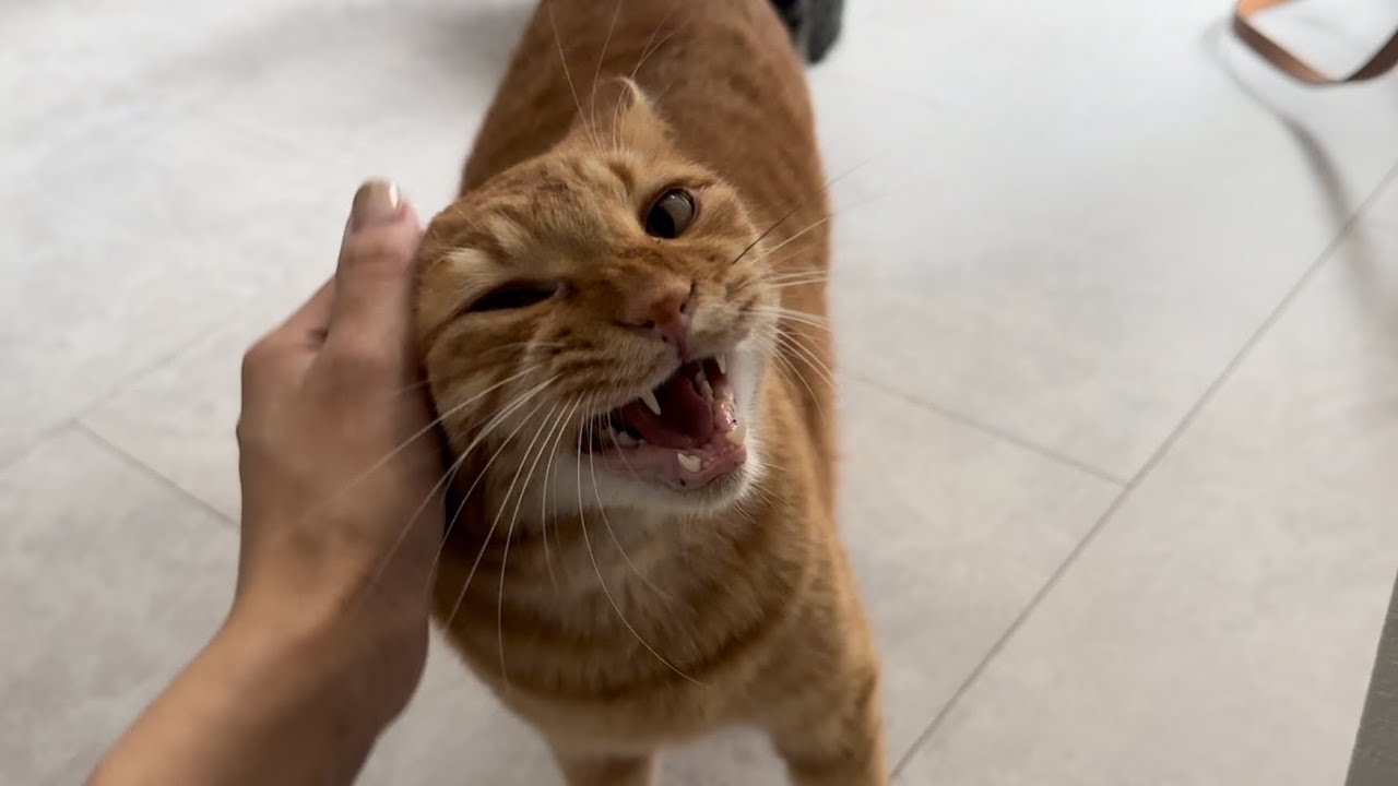 猫好きママページ 休日の朝5時、リビングで寝落ちしたママ→猫が起こそうとして…思わず