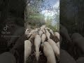 De retour du champ