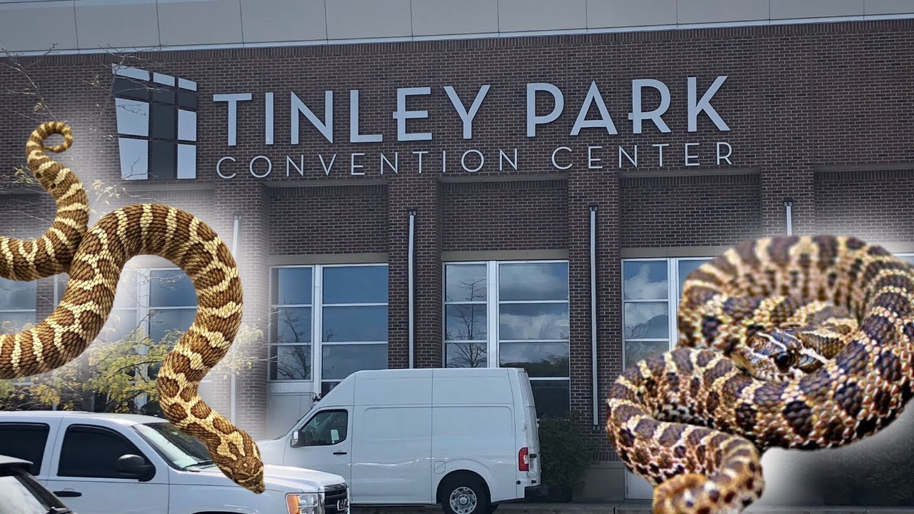Hognose Snake at the Tinley Park Reptile Expo YouTube