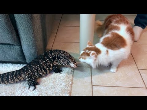 TEGU MEETS CAT - YouTube