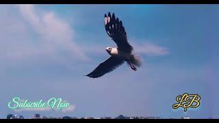 Free Background Music Flying Bird Video screenshot 5