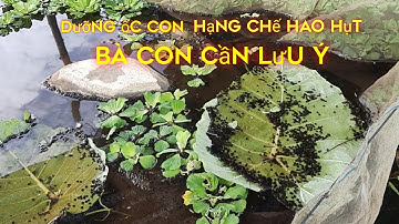 Bà con mới nuôi cần lưu ý cách dưỡng ốc con mới nở #Nghề nông miền tây