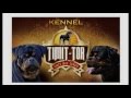 Timit Tor kennel home of love to Rottweilers