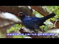 葉啟田-離開故鄉的我 歌詞+台語歌詞標誌+字幕版(c) 葉啟田-離開故鄉的我 歌詞+台語歌詞標誌+字幕版(c)