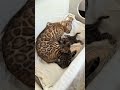BengalBest kitten development 😻#bengalbest