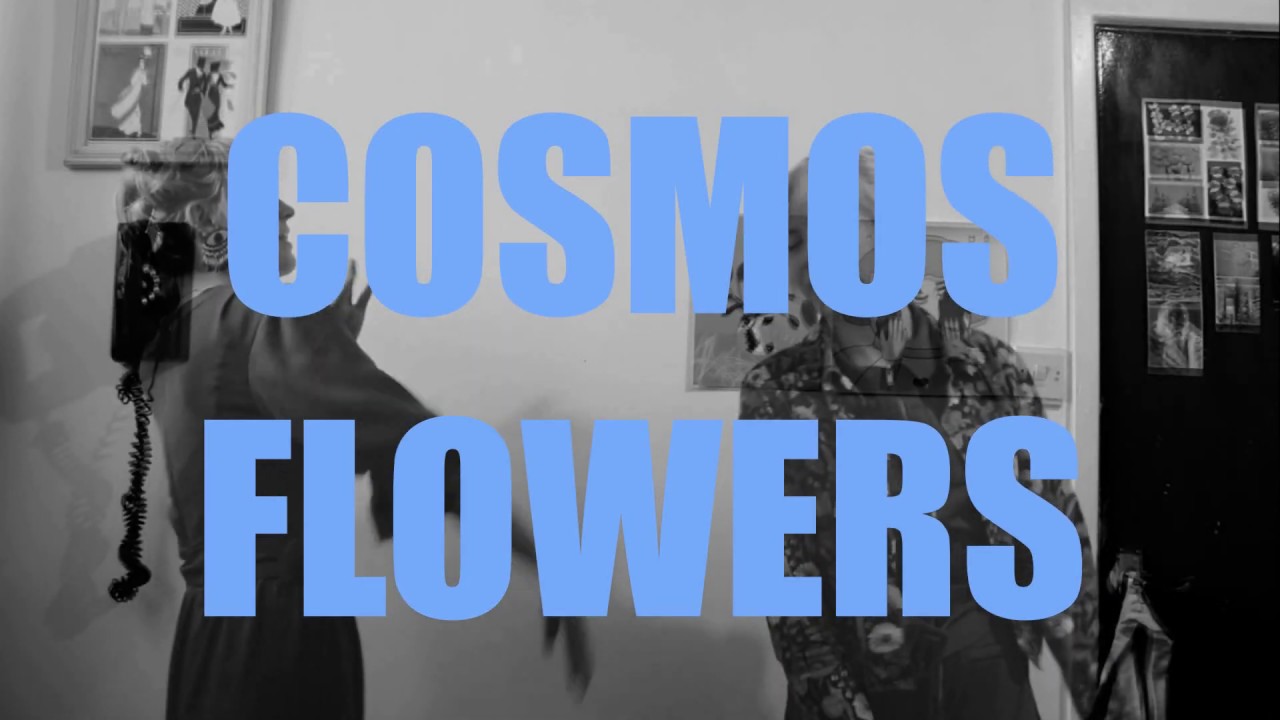 Cosmos Flowers 