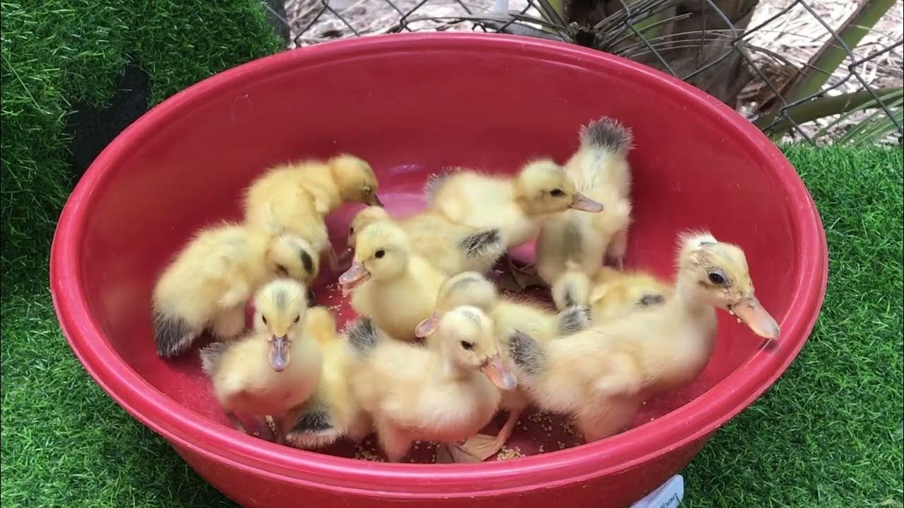 Baby pekin duck feeding YouTube