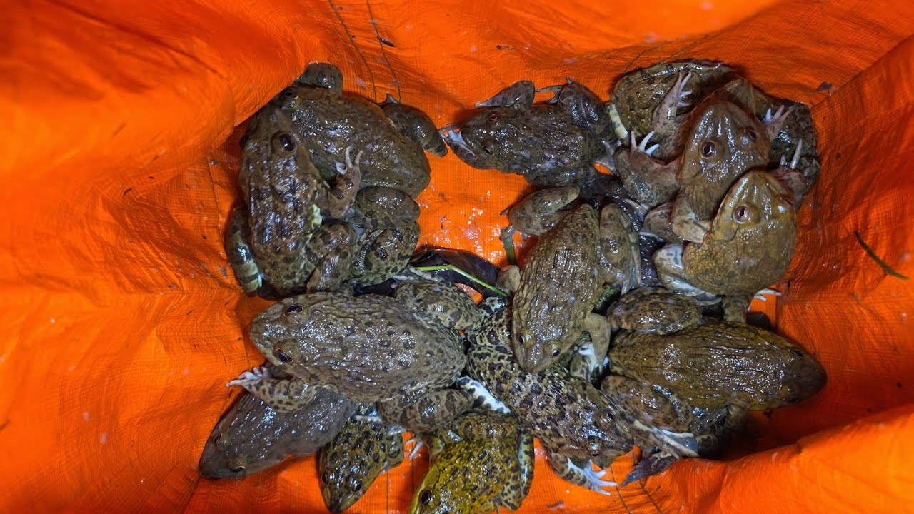 Trải Nghiệm 1 Đêm Soi Ếch Trên Cánh Đồng Tháp Mười || Giang Ca SB # 96