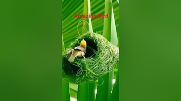 A Beautiful Bird making nest 🐦#shorts #bird #nest #amazing