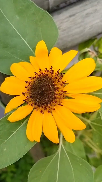 Sunflower in my Garden #sunflower #beautiful #planthack #bloom #garden #shorts #viral #trending#diy