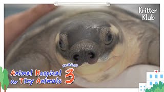 Today's Patient: Pig-nosed Turtle | Animal Hospital For Tiny Animals 3