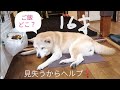 老犬の柴犬「ご飯を見失うからヘルプする」 shiba inu old dog have  meal.