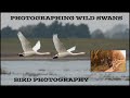 Photographing Wild Swans-Bird Photography