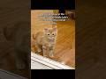 #ads #cat #allergyfree #catallergies #allergies #catmom #kitten #pets