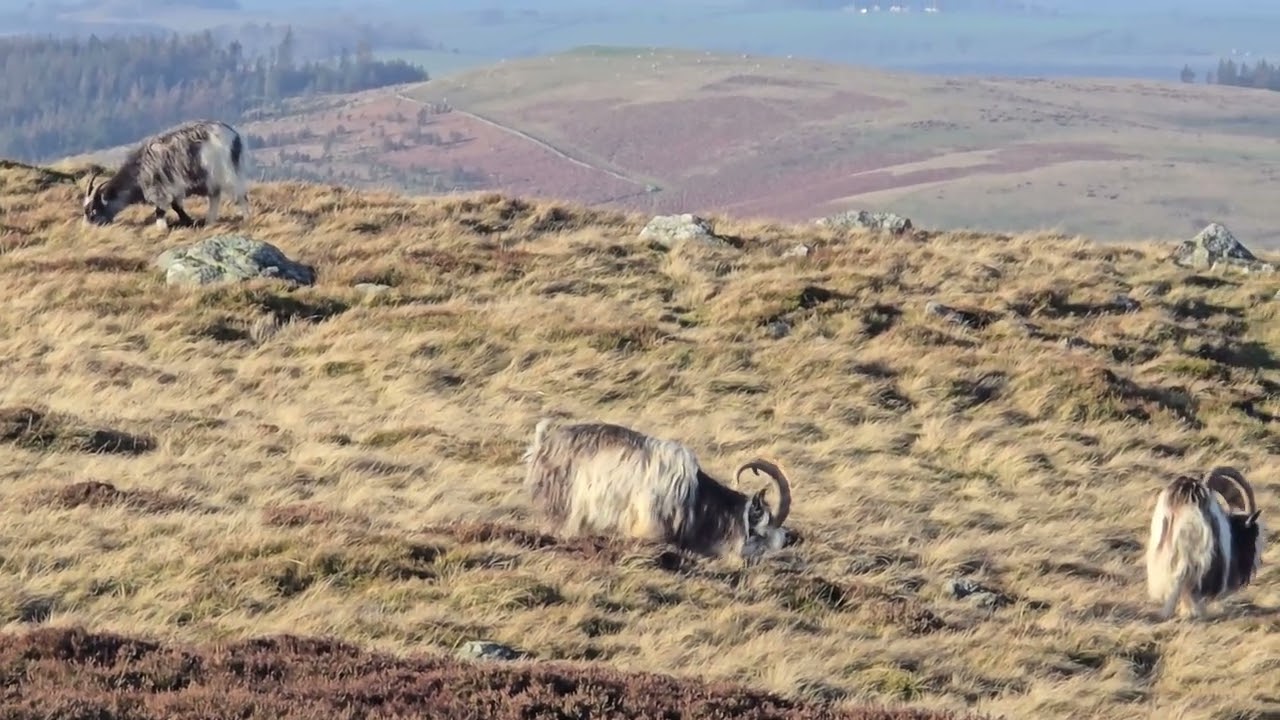 Cheviot wild Goats on Easter Tor 28th January 