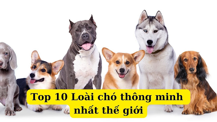 Top 10 giống chó khôn nhất thế giới năm 2024