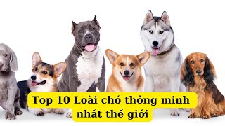 Top 10 Giống chó thông minh nhất thế giới