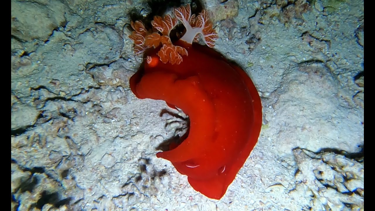 Ночной дайвинг 09 2024. Шарм-эль-Шейх. The Temple — дайвинг сайт (ИЗМ)