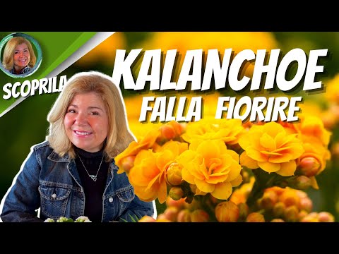 Video: Quando fiorisce Kalanchoe - Suggerimenti per far fiorire di nuovo Kalanchoe