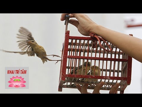 Chim Phóng Sinh Tại Thành Phố Hồ Chí Minh