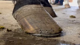 Long HARD Hoof TRIM and SHOE