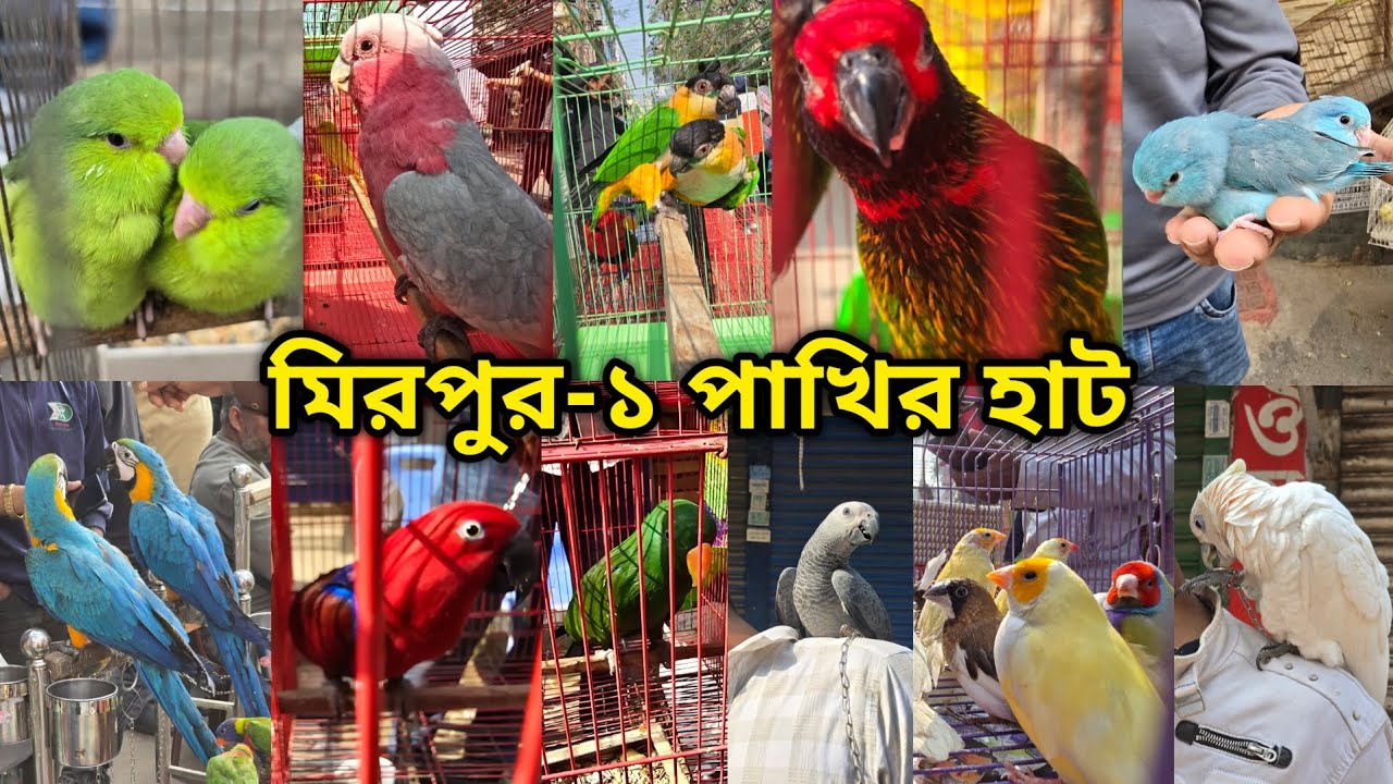 মিরপুর-১ পাখির হাট ০৬/০২/২০২৬ | মিরপুর-১ পাখির হাট | Mirpur-1 Bird Market | Mirpur-1 pakhir hat 2026